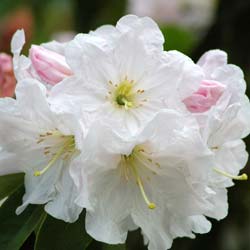 Rhododendron fortunei ssp discolor